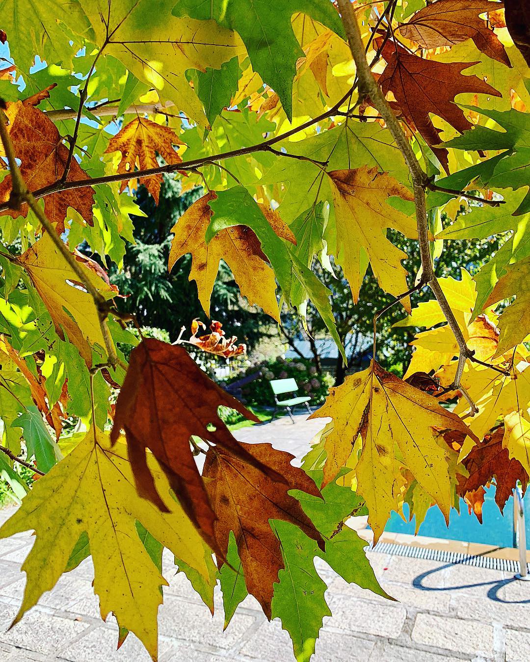 68+] Autumn Leaves Background - WallpaperSafari